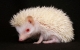 hedgehog sony albino hedgehog food hedgehog cage 