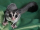 sugar glider